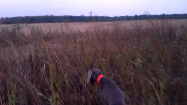 Кети - марка на фазана (Weimaraner)