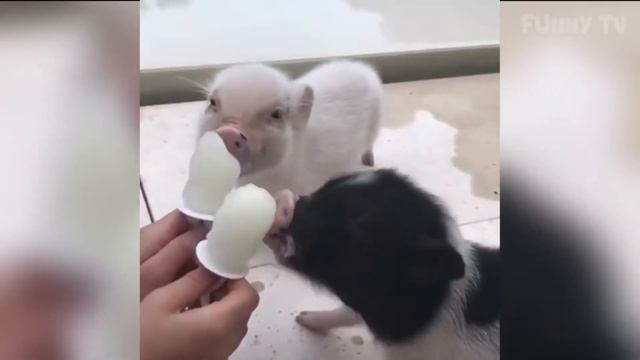 Vídeos Engraçados E Fofos Porquinho Compilação 2020 Vídeo Mini Porco смотреть онлайн