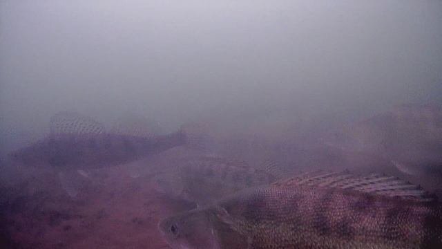 судаки