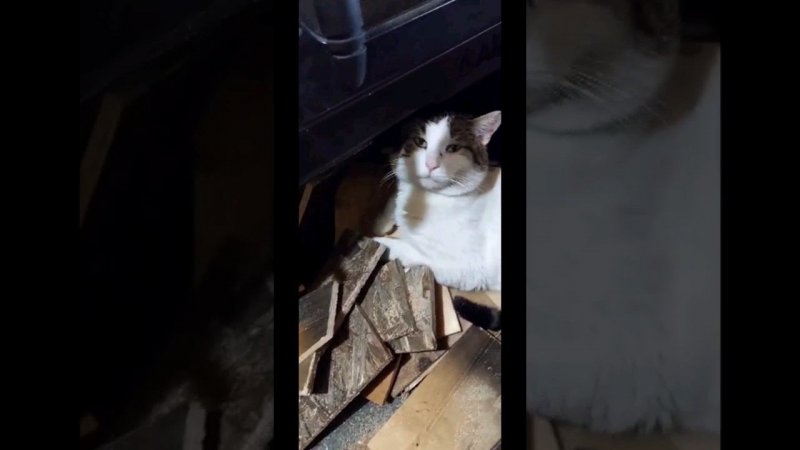 Кот в печке