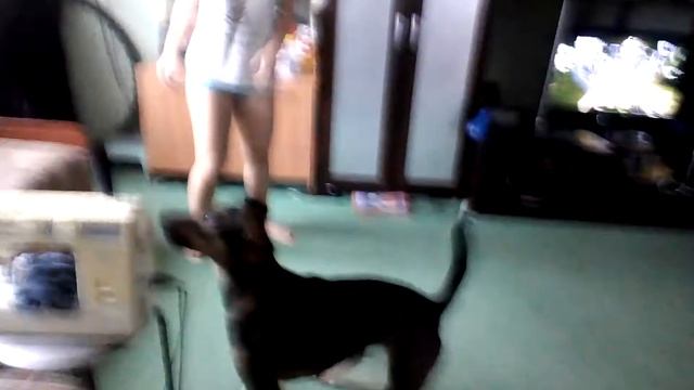 Каро и шарик. 31.10.17 смотреть онлайн