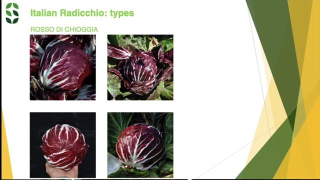 Radicchio Types смотреть онлайн
