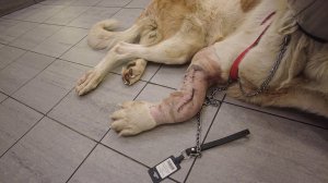 Оставили собаку в клинике на пару дней, И ПОЖАЛЕЛИ ОБ ЭТОМ...