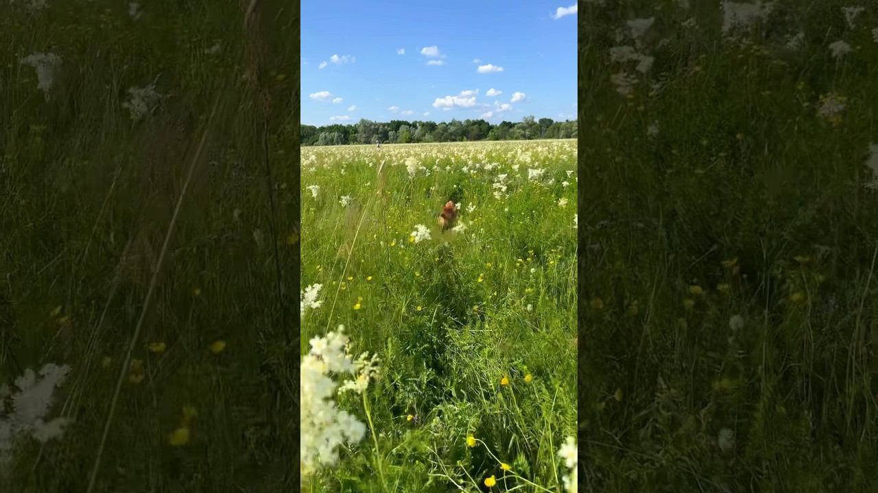 Собака Рокси на поле #собака #луг #цветы