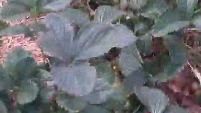 Садовод любитель смотреть онлайн