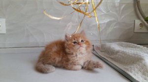 Ефим Bataj*RU