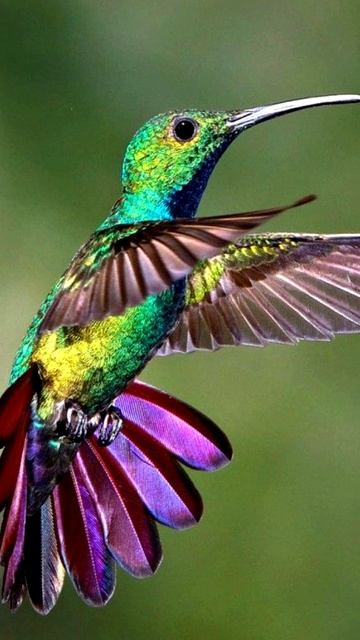 Самые интересные факты про мух смотреть онлайн