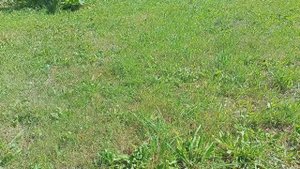 Газонная трава. Целебные свойства и особенности газонной травы