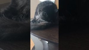 Умывашки на столе
