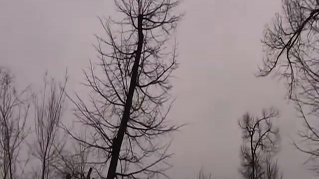 Як і нащо мають кронуватися дерева – коментар спеціаліста. смотреть онлайн