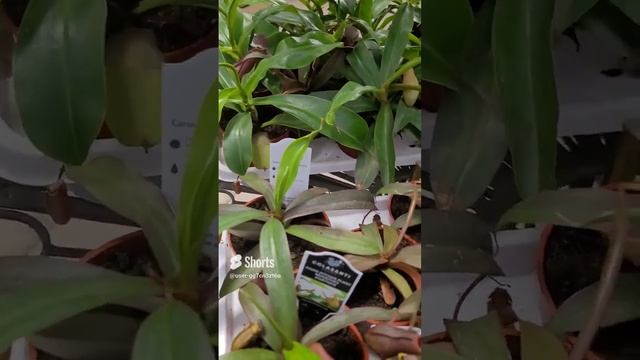 Любителям экзотики - Венерина мухоловка. #plants #цветы смотреть онлайн