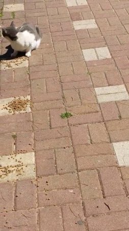 Кот не хочет кушать сухой корм и полез в урну за едой 😸 Funny cat don't eat food and got trash can