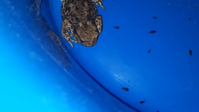 Дикая жаба ест сверчков смотреть онлайн