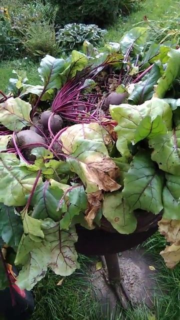 Сбор свеклы смотреть онлайн