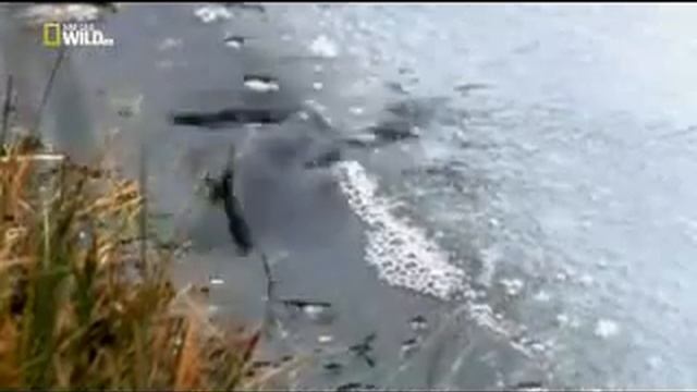 Тасмания остров дыявела смотреть онлайн