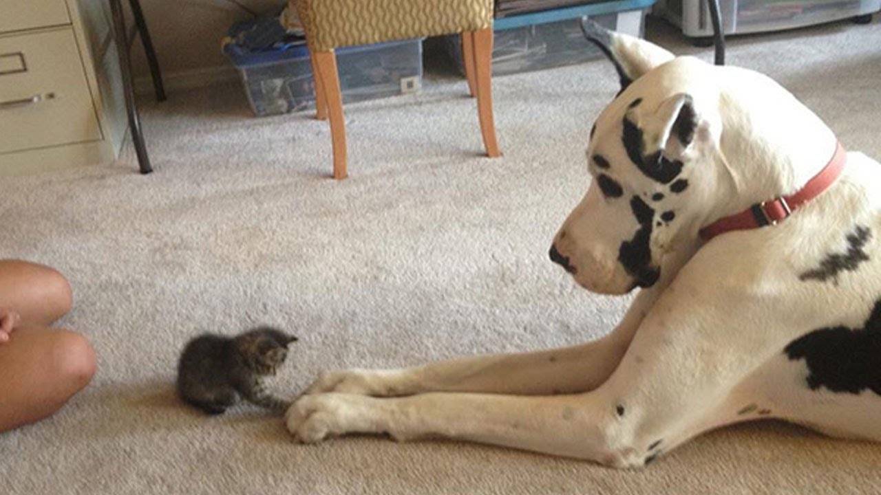 Приколы с Животными🔥😂. Приколы с Котами и Собаками. Смешное Видео. Смешные Животные смотреть онлайн