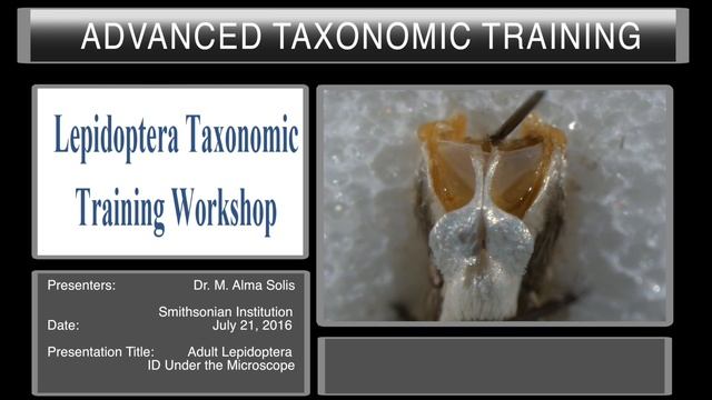 Identification to Lepidoptera Superfamily - Under the Microscope смотреть онлайн