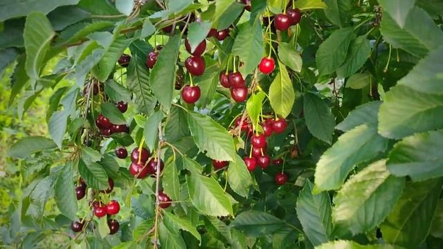 Собираю вишню. Мой сад.