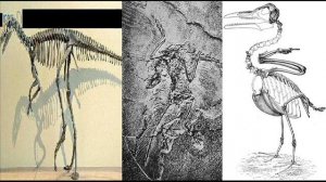 🐦 See How Birds Evolved From Dinosaurs 🦖