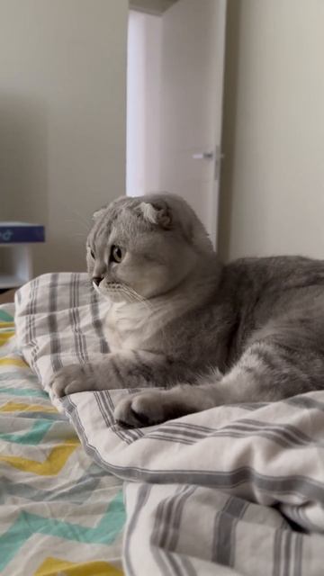 #котикиправятмиром #шерри #мимишность #прикол #шортс #cats #youtubeshorts #котики #милота #красота