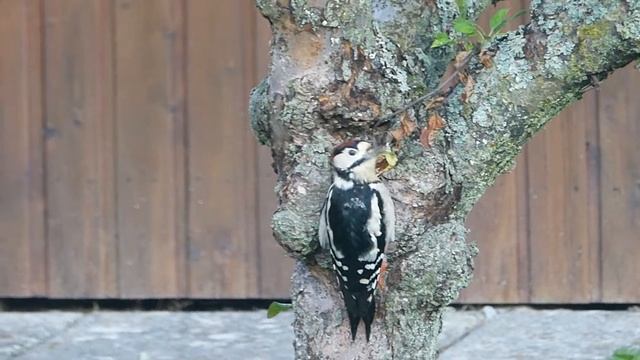 Spætten, den lille tyv смотреть онлайн
