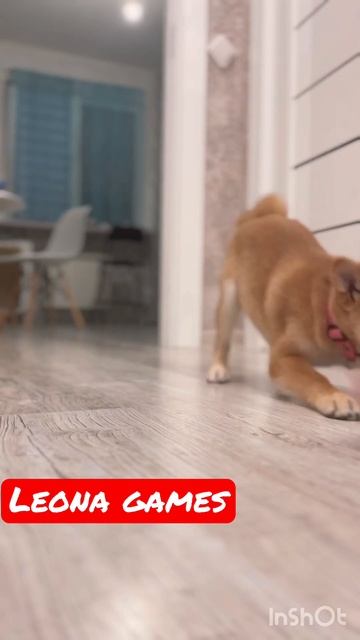 После прогулки бесимся 🦊 #shorts #shibainu #games #dog #crazy смотреть онлайн