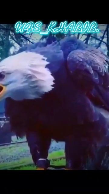 ХАБИБ НУРМАГОМЕДОВ ОРЕЛ 🦅🇷🇺 #ufs #бой #хабибнурмагомедов #хабиб