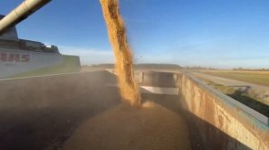 Молотимо Сою Адельфія. Комбайн Class Lexion 480.