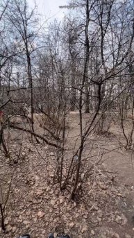 Про видео с наглым голубем #земнойирий #паркгорького #нескучныйсад #природа