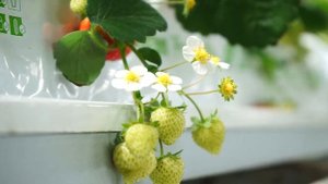 Клубника с грядки, тепличный комплекс Воскресенский, Абакан