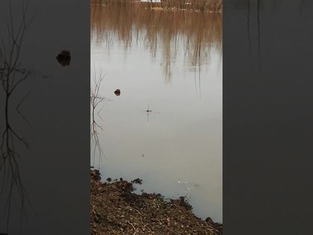 Паводок 05.04.2019 на речушке Ашкадар! смотреть онлайн