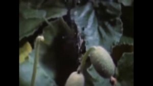 Бешеный огурец