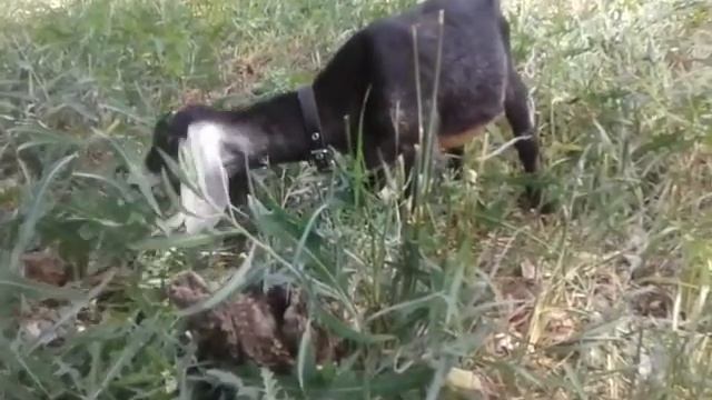 Козлику 77 дней. 🐐🐐🐐🐐🐐🐐🐐 смотреть онлайн