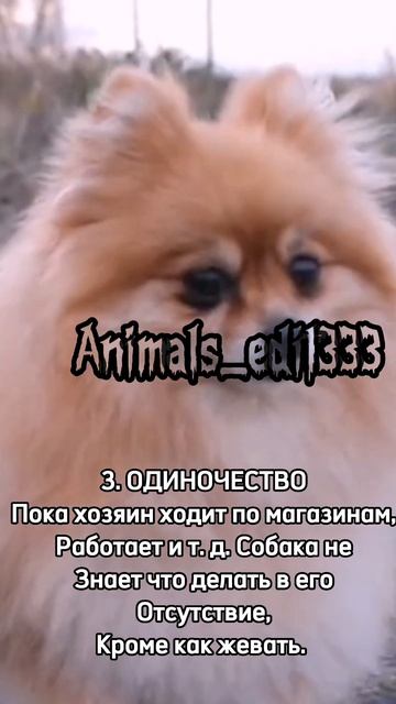 Почему же собака грызёт вещи #собакадругчеловека #собаки смотреть онлайн