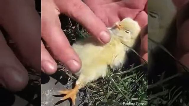 Гипноз для животных