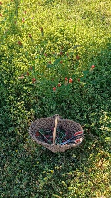 Red Clover Patch-Alba Annie's Natural Healing смотреть онлайн