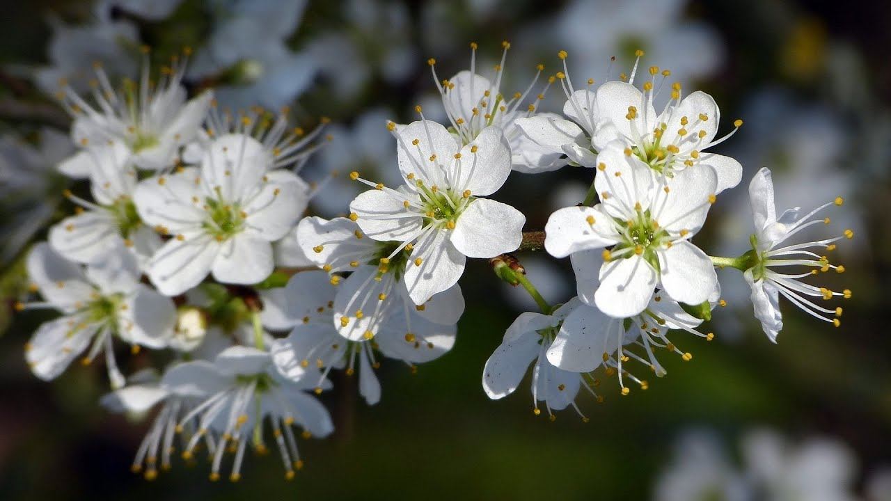 Зацвели косточковые деревья.Поздравляю с праздником победы! смотреть онлайн