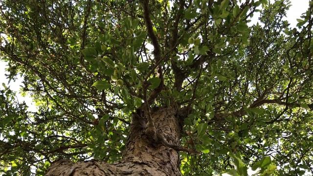 Apple 'John Downie' - canopy - July 2020 смотреть онлайн