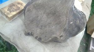 кап клена Ясенелистного .vk.com/id470624723