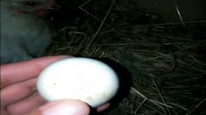 Вывод цыплят под курицей! Первый опыт!