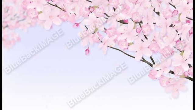 Stock Footage : cherry blossom petals Sakura 2 Aa смотреть онлайн