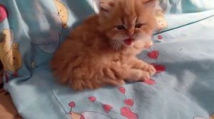 Котёнок Рыжик