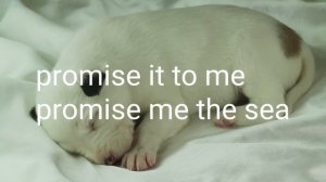 Shut Eye - Stealing Sheep (Lyric video)