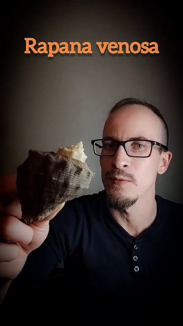 Rapana venosa Рапана или Венозная рапана смотреть онлайн