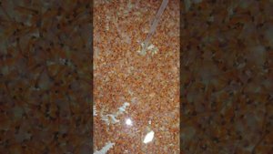 Инкубация икры рождение рыбы