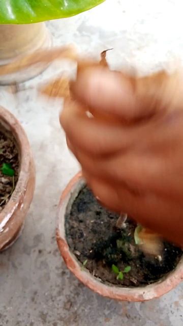 #dracaena #trimmings #indoorplants#plants #shorts #satisfying #asmr #plantscorner смотреть онлайн