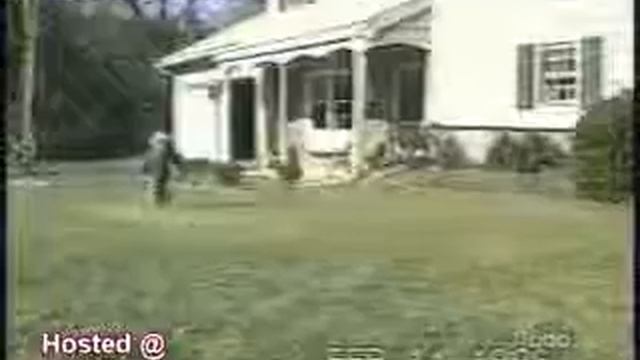 Кошки веселятся смотреть онлайн