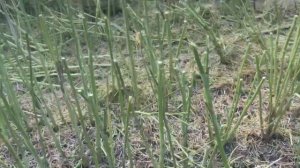 АКРОС 595плюс на уборке рапса 25ое июня ч 1ая