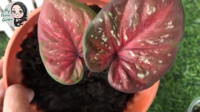 Black Mamba Indonesia смотреть онлайн