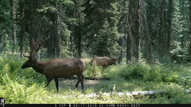Trail Camera Captures What No One Was Supposed to See смотреть онлайн